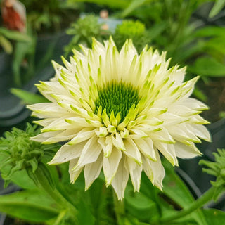 Sunseekers White Coneflower