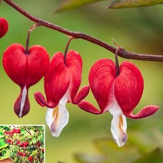 Valentine Bleeding Heart