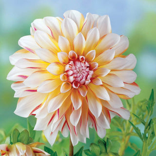 Caribbean Fantasy Dahlia