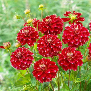 Red Rock Dahlia