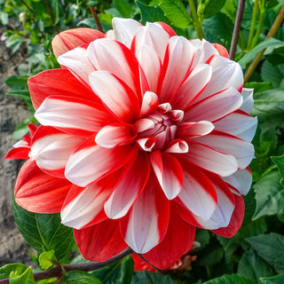 Dynamite Dahlia