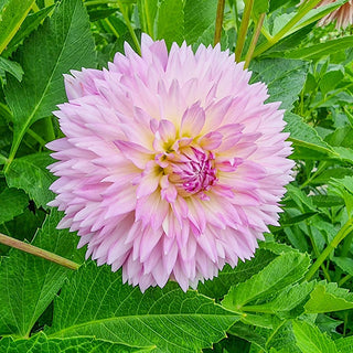 Sakura Fubuki Dahlia