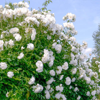 Iceberg Patio Tree Rose