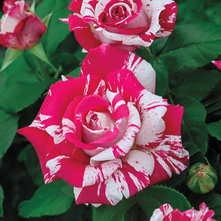 Hybrid Tea Rose S152 A1plants