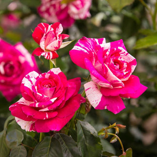 Hybrid Tea Rose S152 A1plants