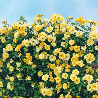 Skys The Limit Climbing Rose