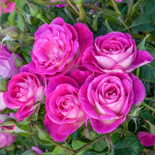 Easy to Please® Floribunda Rose