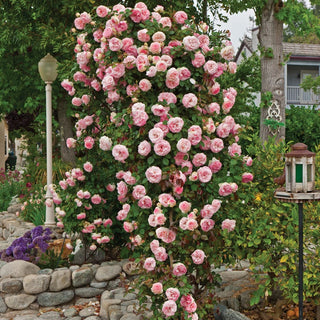 Pearly Gates Climbing Rose