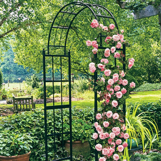 Pearly Gates Climbing Rose