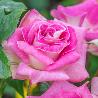 Painted Porcelain Hybrid Tea Rose