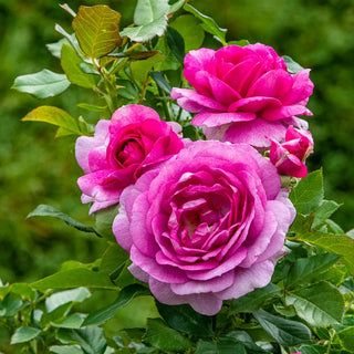 Perfume Factory Hybrid Tea Rose