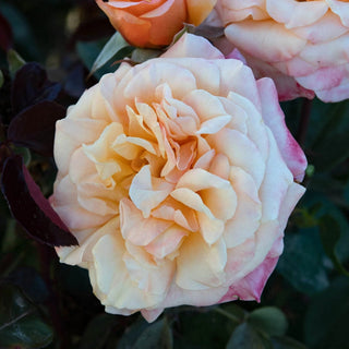 Morning Glow Floribunda Rose