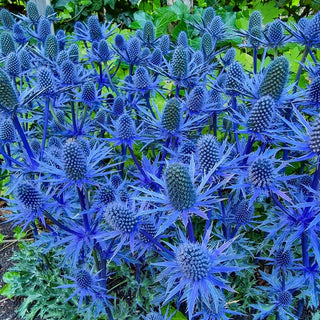 Beachside Blue Sea Holly Super Sak