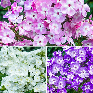 Cottage Garden Phlox Tree Collection