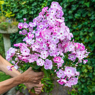 Cottage Garden Phlox Tree Collection