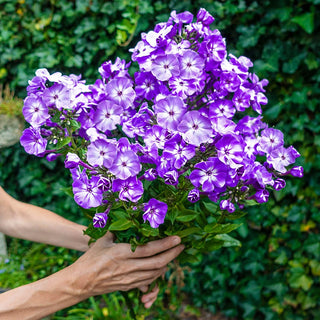 Cottage Garden Phlox Tree Collection