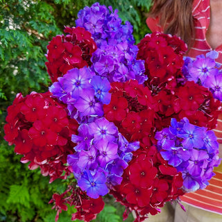 Celebration Phlox Mixture