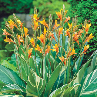 Stuttgart Giant Canna