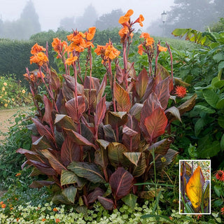 Wyoming Giant Canna