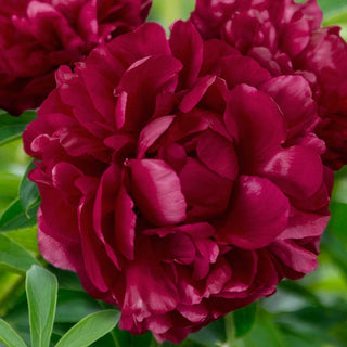 Peony Francoise Ortegat