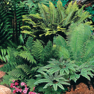 Native Woodland Fern Mix