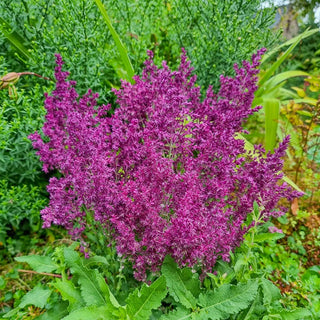 Schwellenburg Salvia