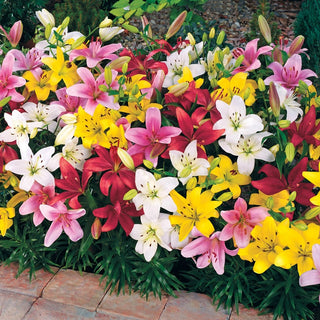 Carpet Border Mixture Lily