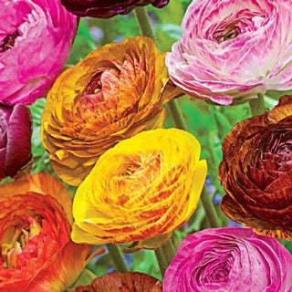 Ranunculus Picotee Mix