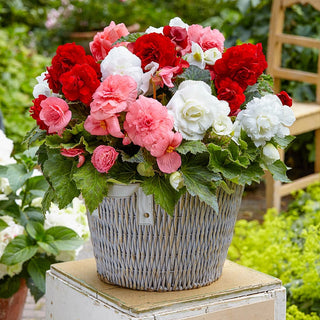 Nonstop Red Pink White Begonia Trio