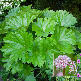 Plant Umbrella