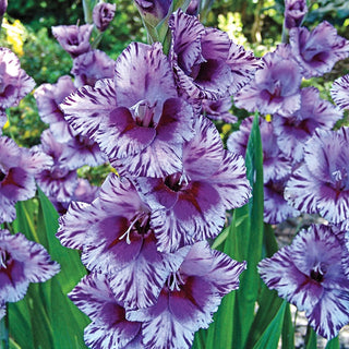 Passos Gladiolus