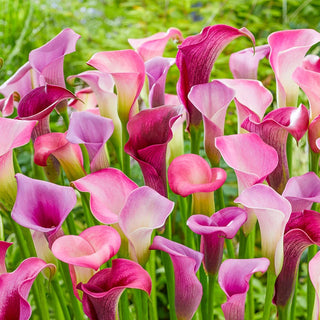 Chic N Sassy Calla Lily Mixture