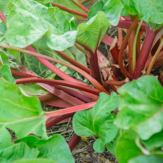 Hardy Tarty Rhubarb