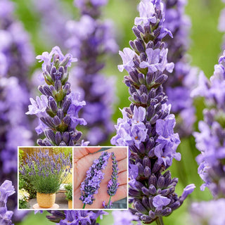 Sensational Lavender