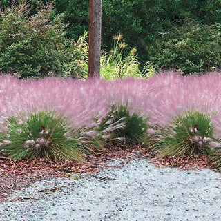 Cotton Candy Grass