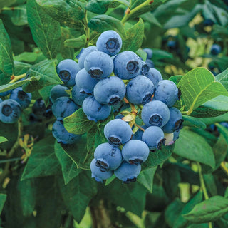 Duke Blueberry