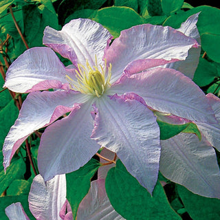 Morning Mist Vancouver Clematis