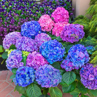 La Dreamin Hydrangea