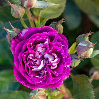 Cosmic Clouds Shrub Rose