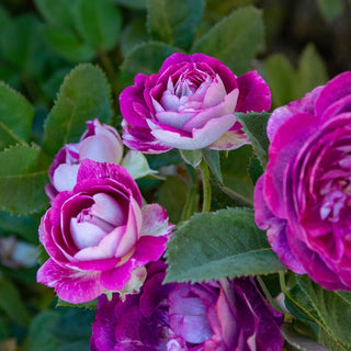 Cosmic Clouds Shrub Rose