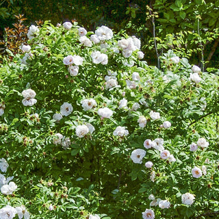 Snow Pavement Shrub Rose