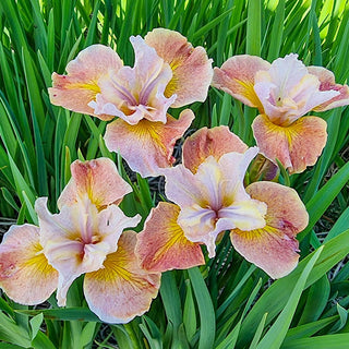 Sandy River Belle Siberian Iris