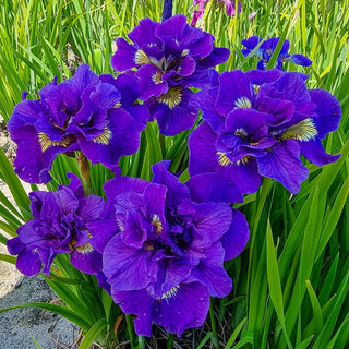 Kaboom Double Flowered Siberian Iris