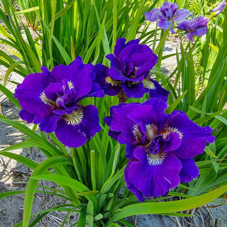 Kaboom Double Flowered Siberian Iris