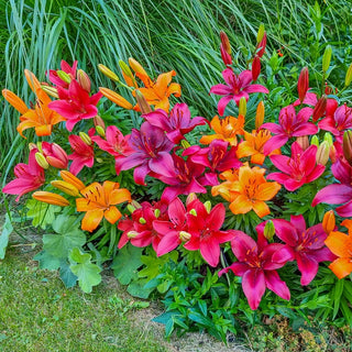 Fiery Temper Carpet Border Lily Mixture