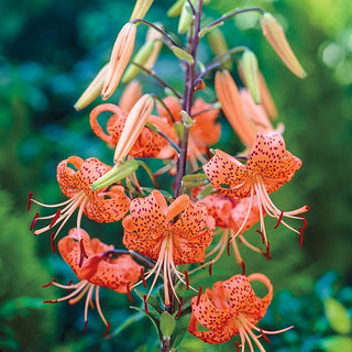 The Tiger Lily