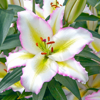 Primrose Hill Lily