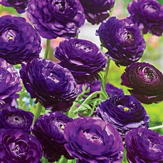 Ranunculus Purple Sensation