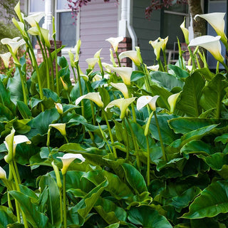 Hybrid Calla Lily Aethiopica