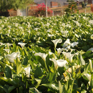 Hybrid Calla Lily Aethiopica